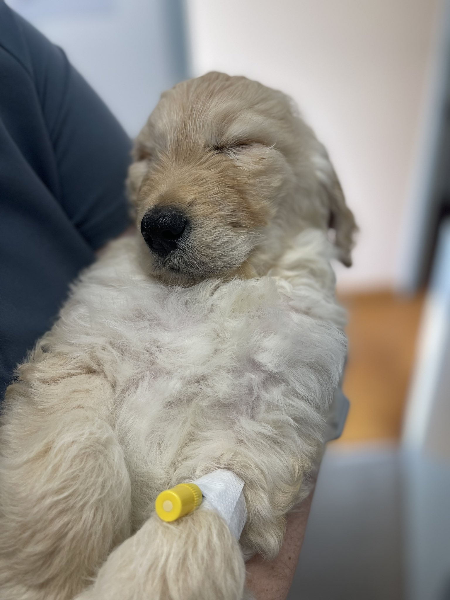 puppy at the vet clinic