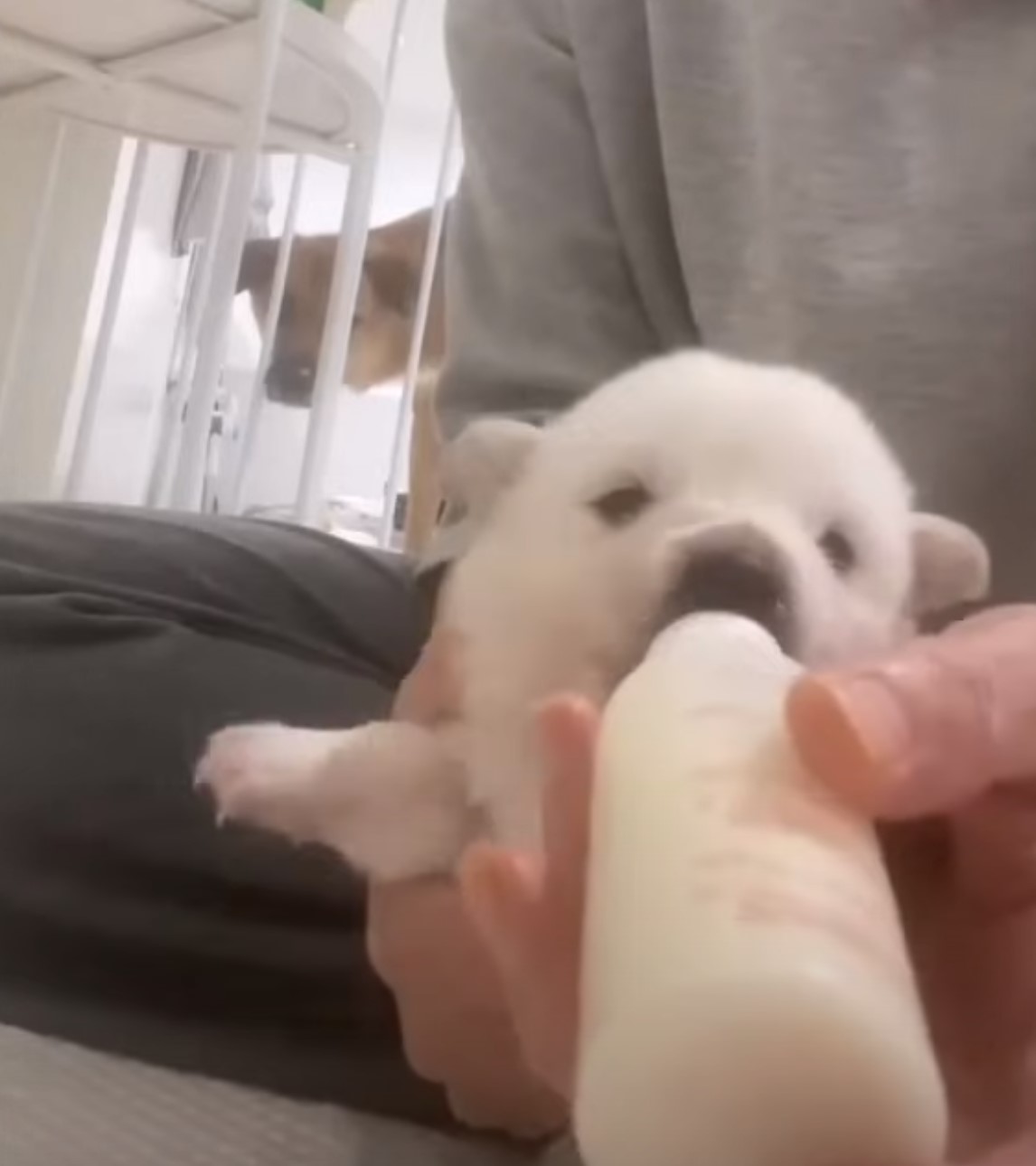 puppy bottle fed