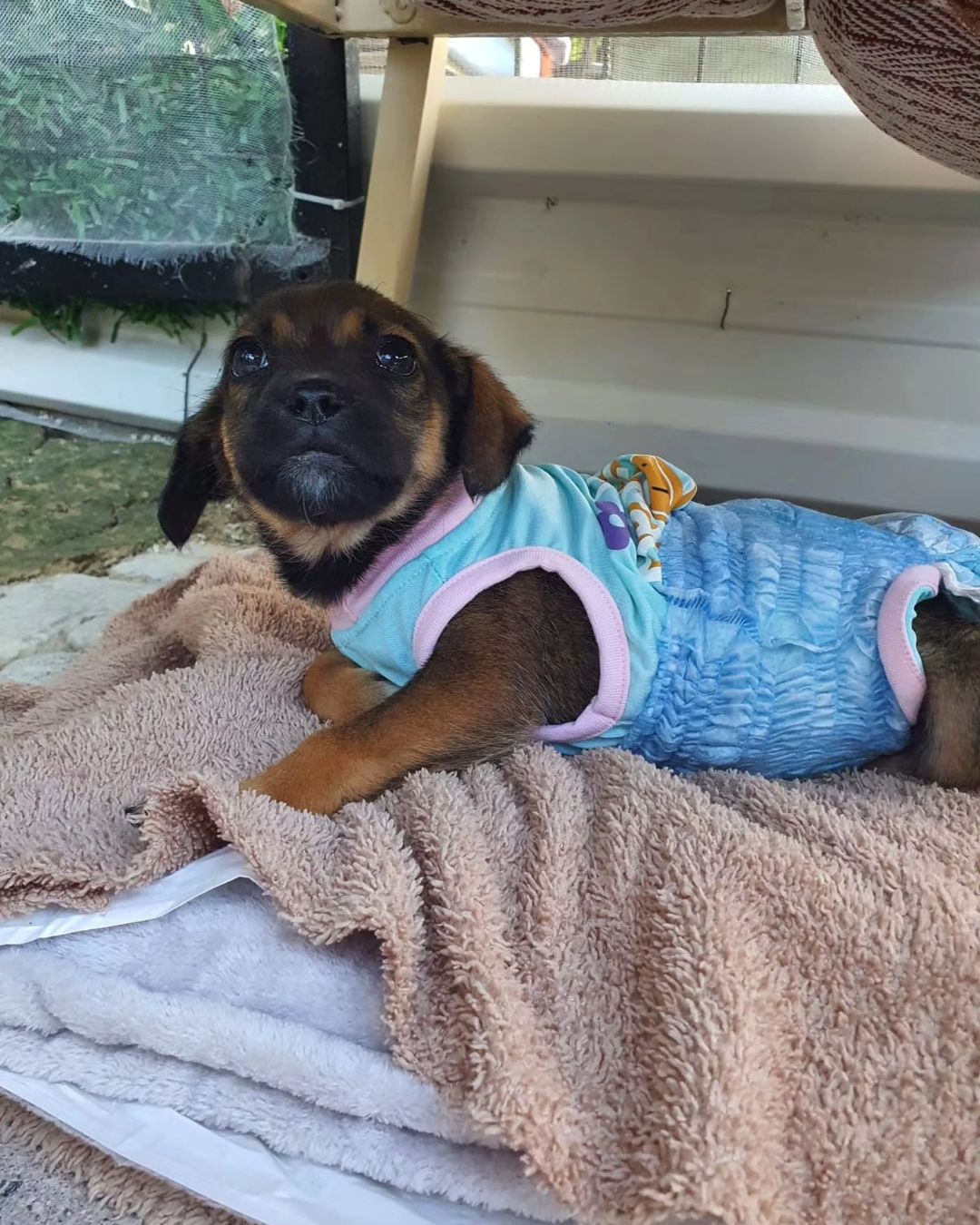 puppy in clothes lying