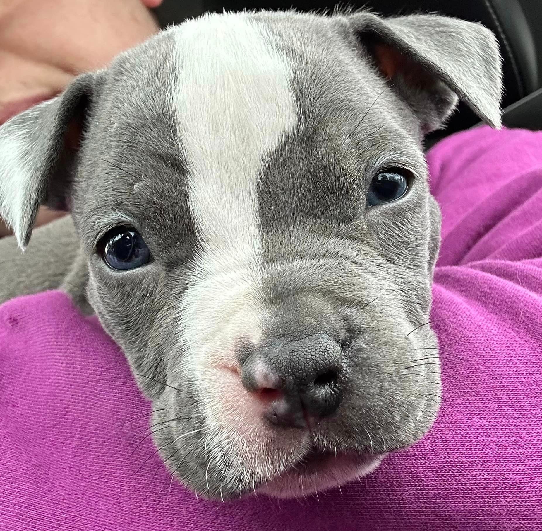 puppy in womans hands