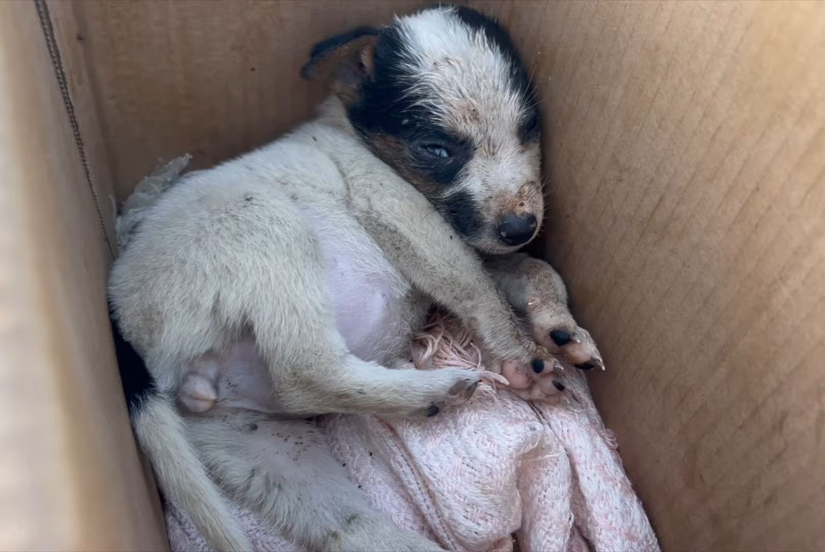 puppy lying in a cardboard box