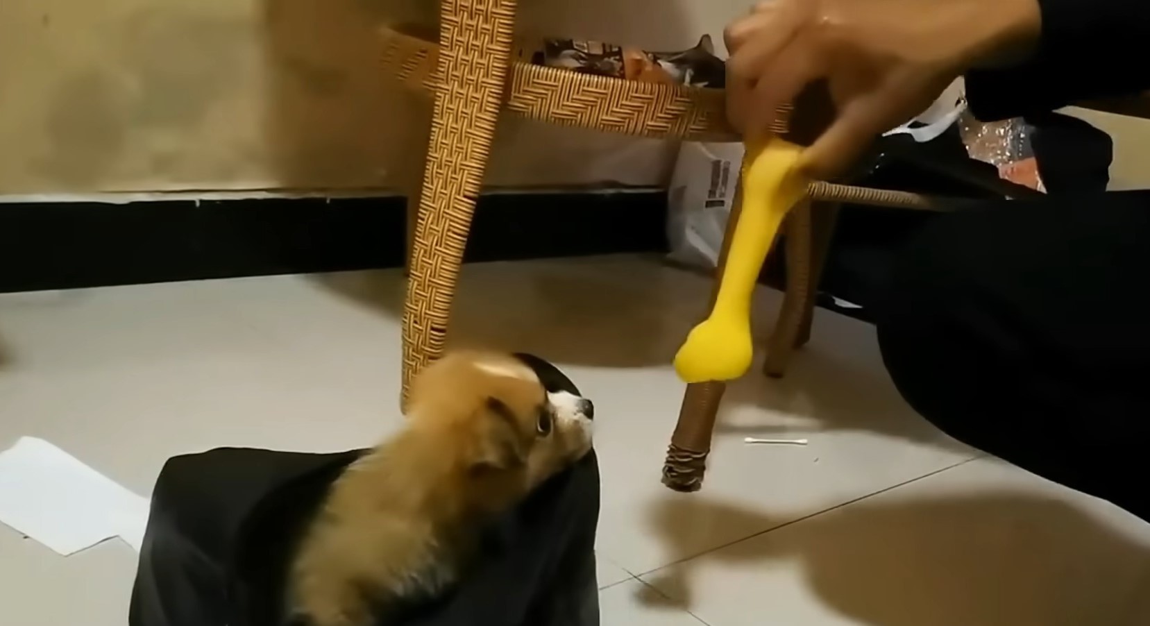 puppy playing with man