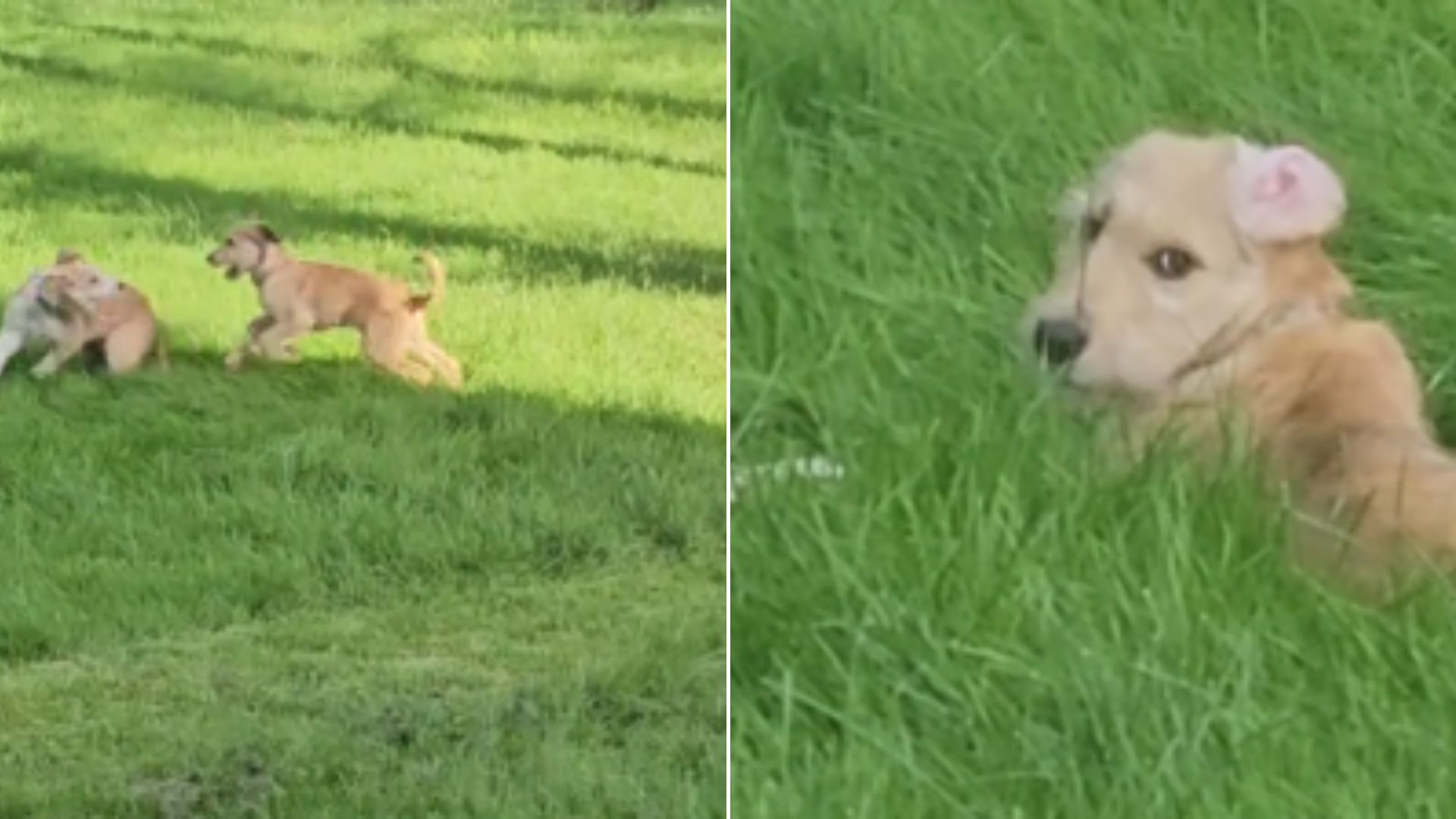 puppy running on the grass