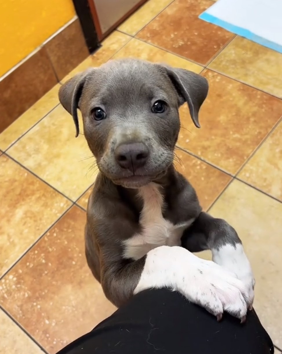 puppy standing on two legs