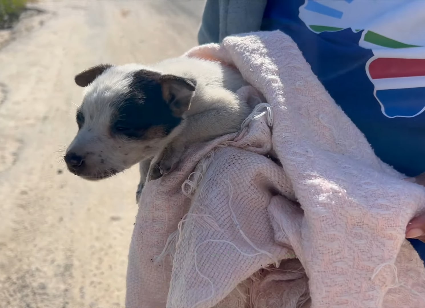 puppy wrapped in a white towel