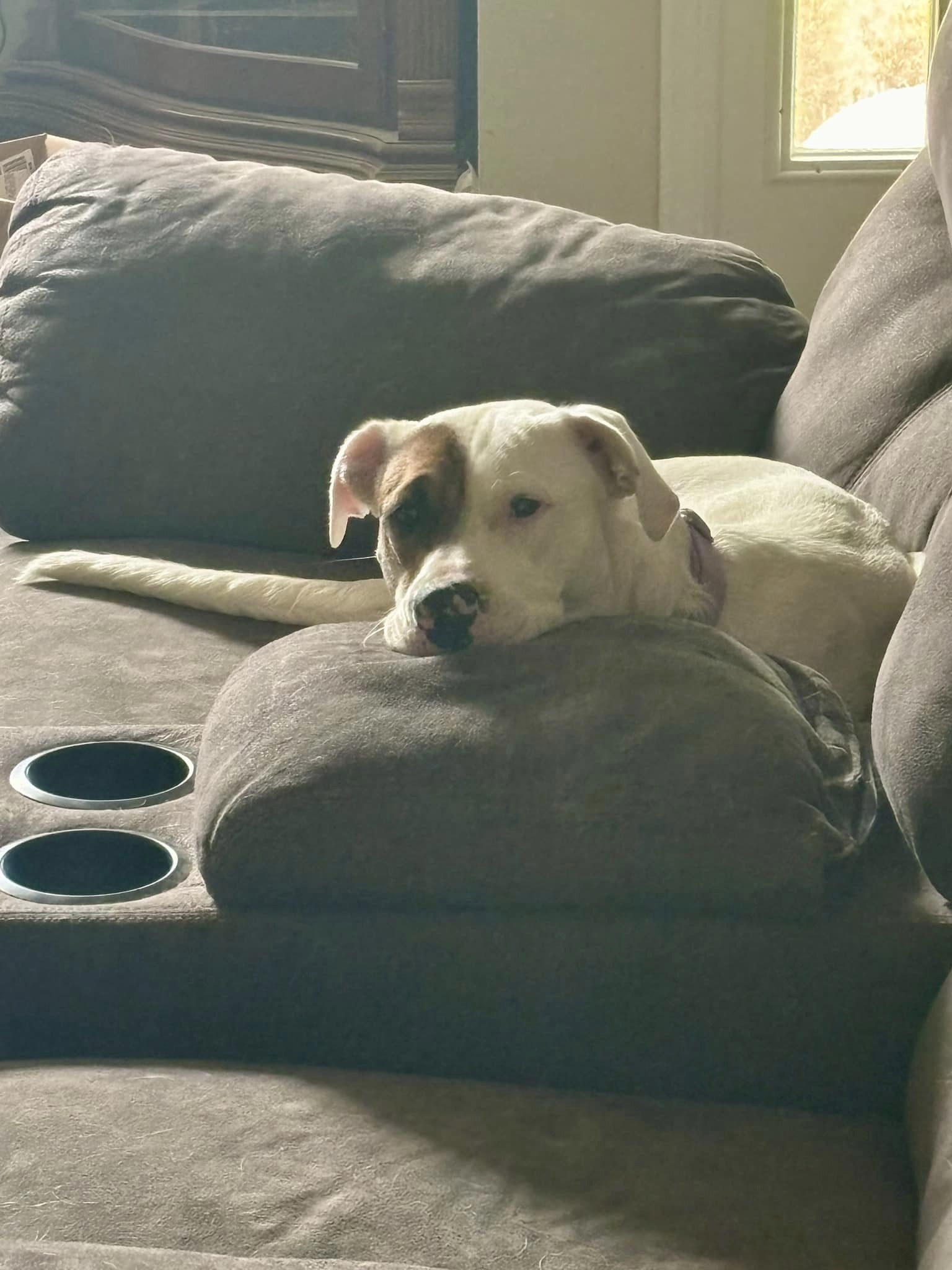 sweet dog laying on a pillow