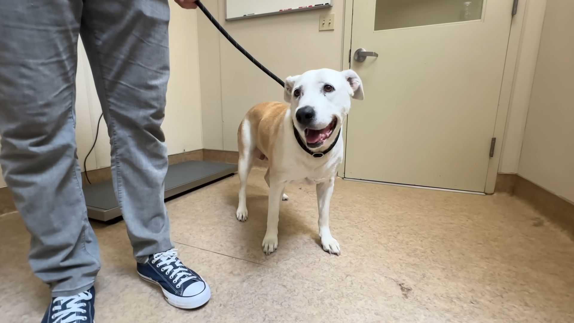 sweet dog on a black leash