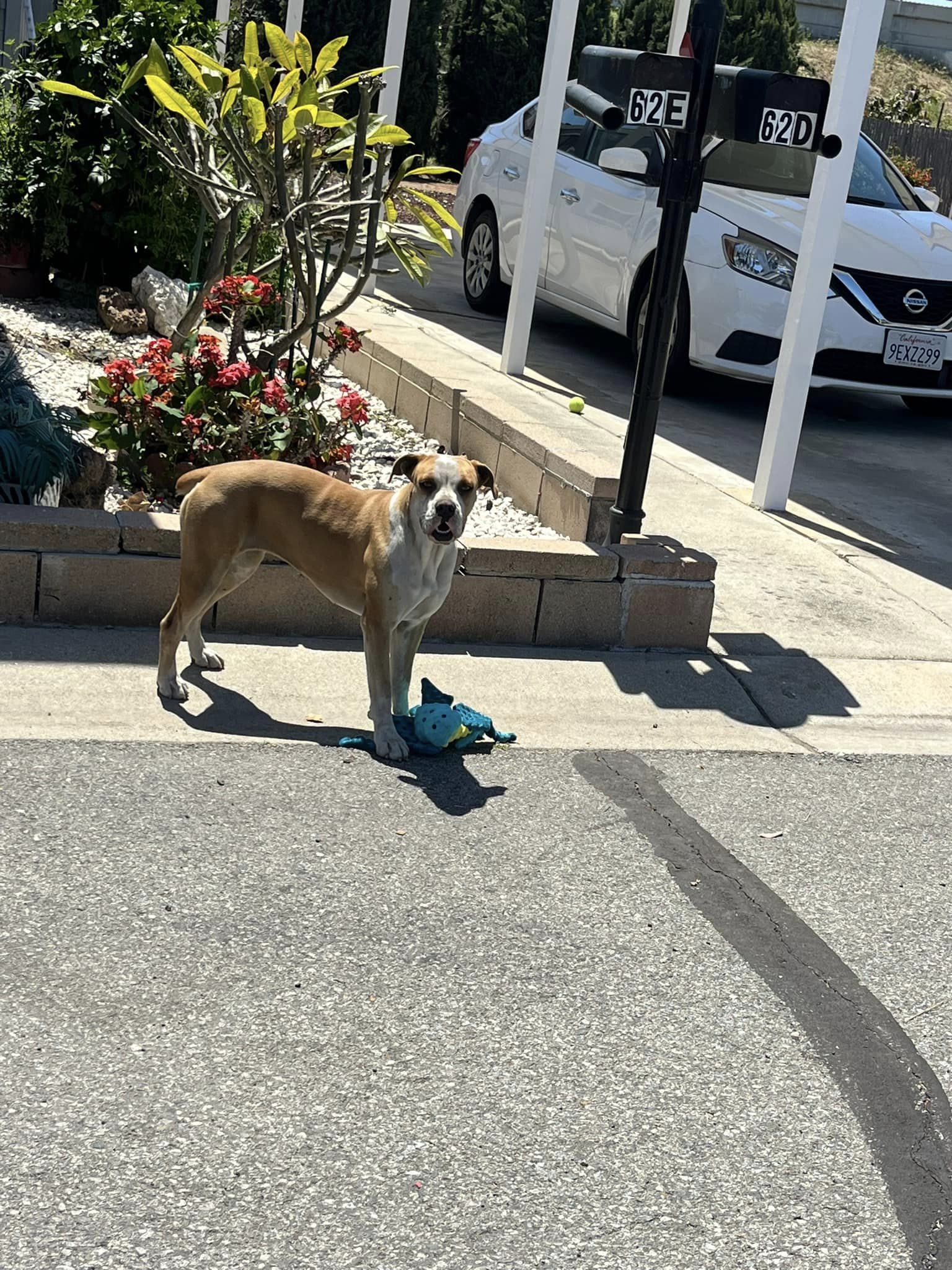 sweet dog standing near flowers