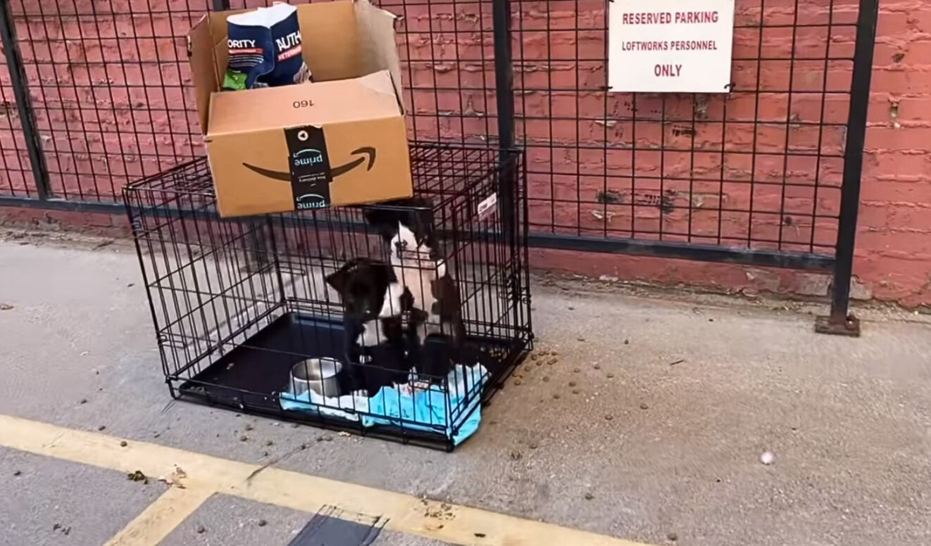 two cute puppies in a black cage