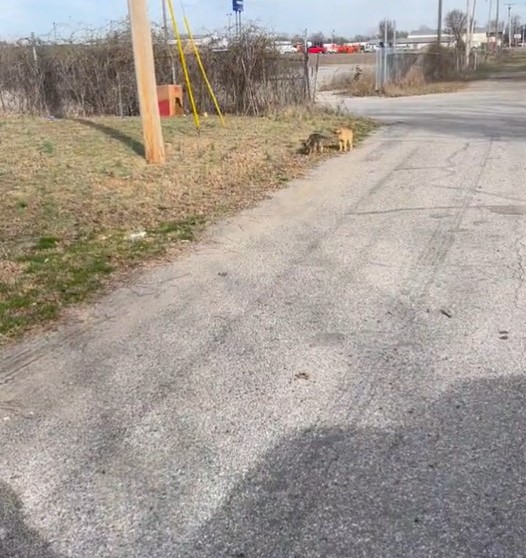 two dogs are standing on the street