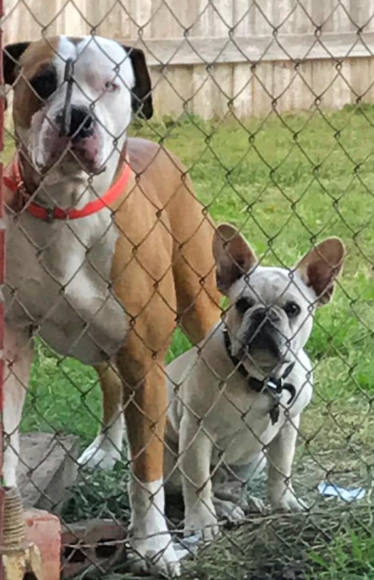 two dogs stand behind the fence