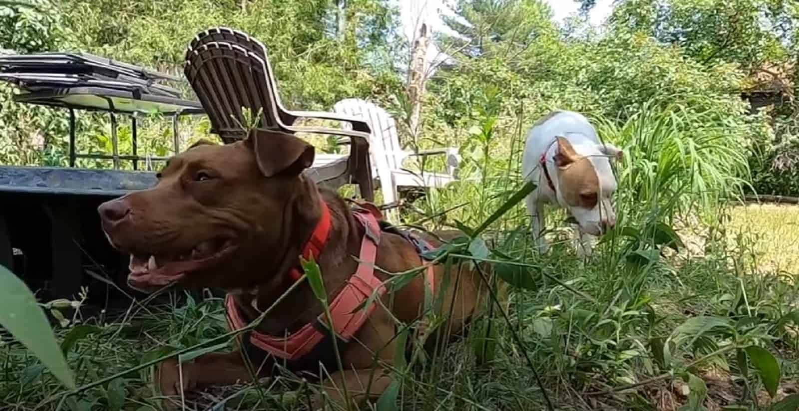 two pitties playing in the garden at sunny day