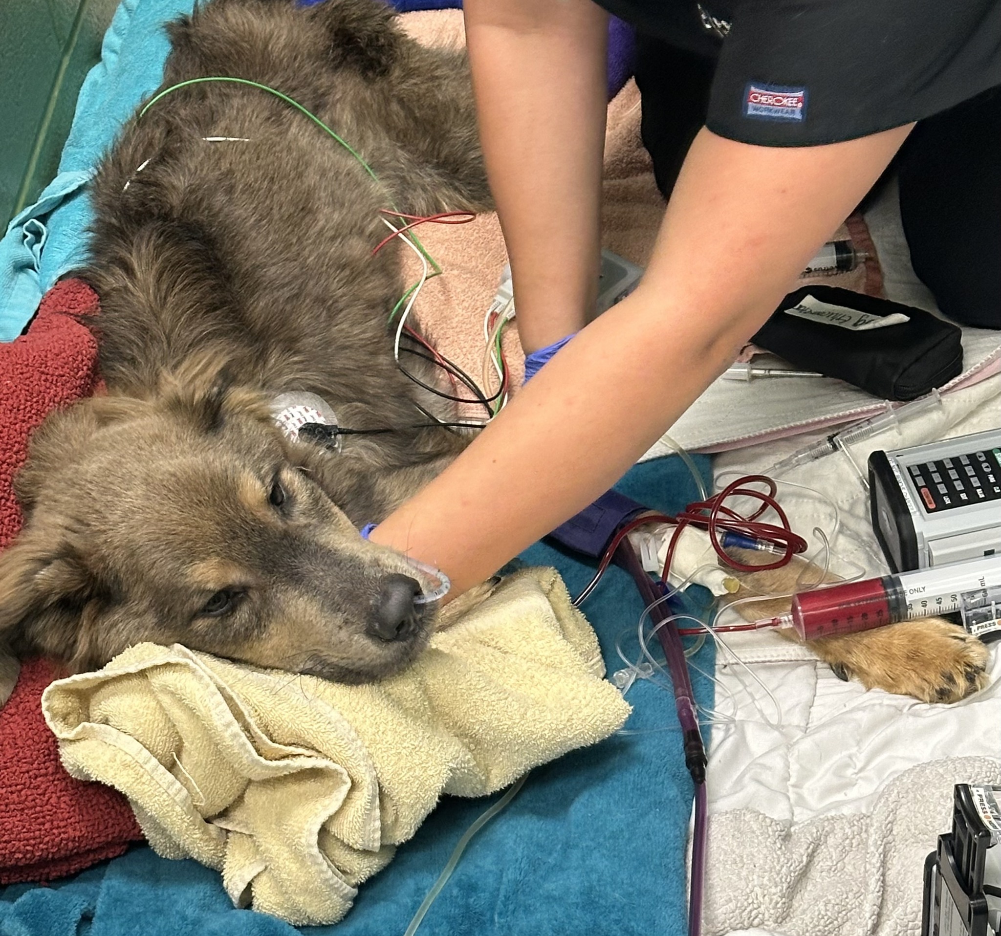 vets treating a dog