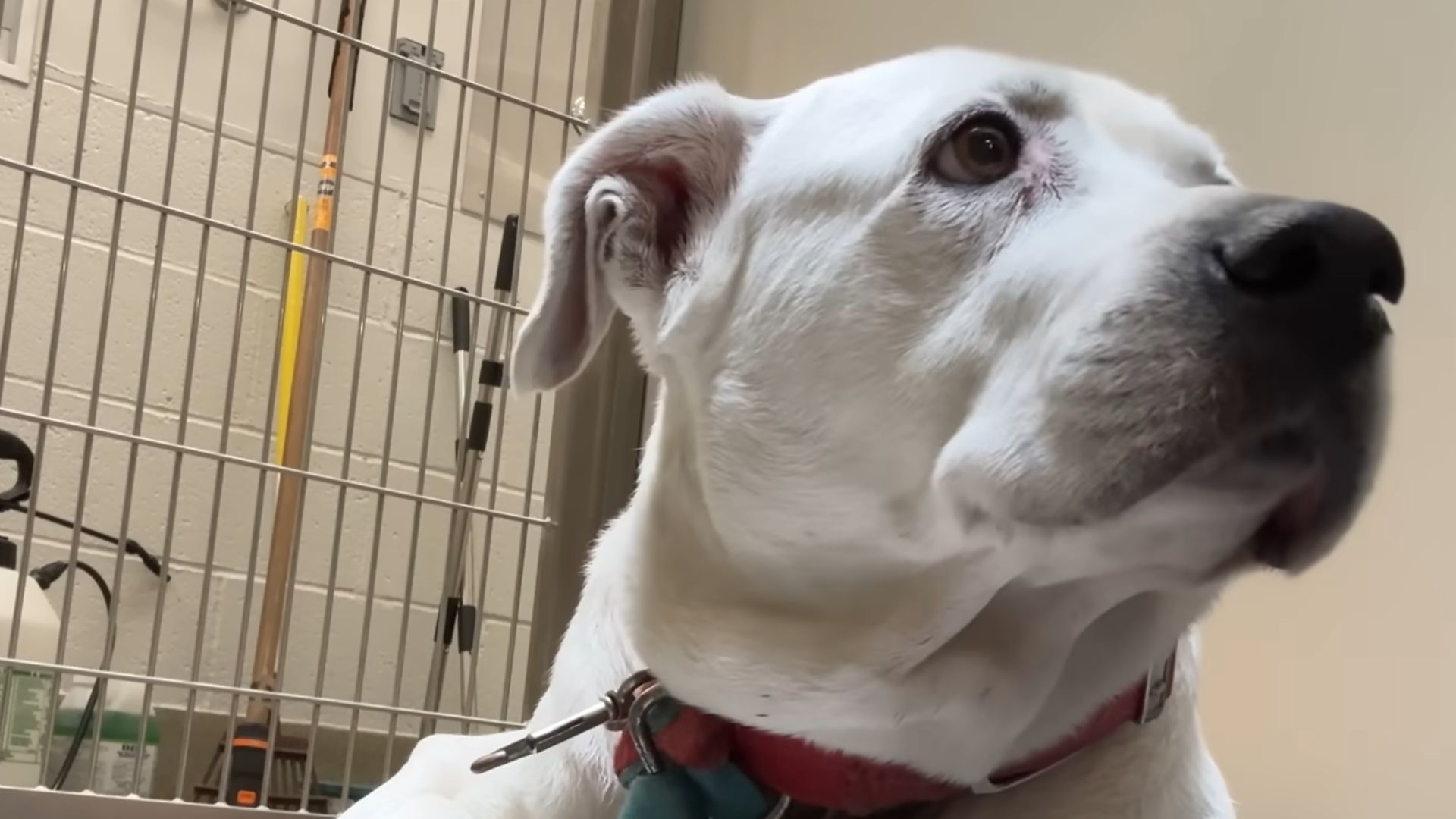 white dog in shelter