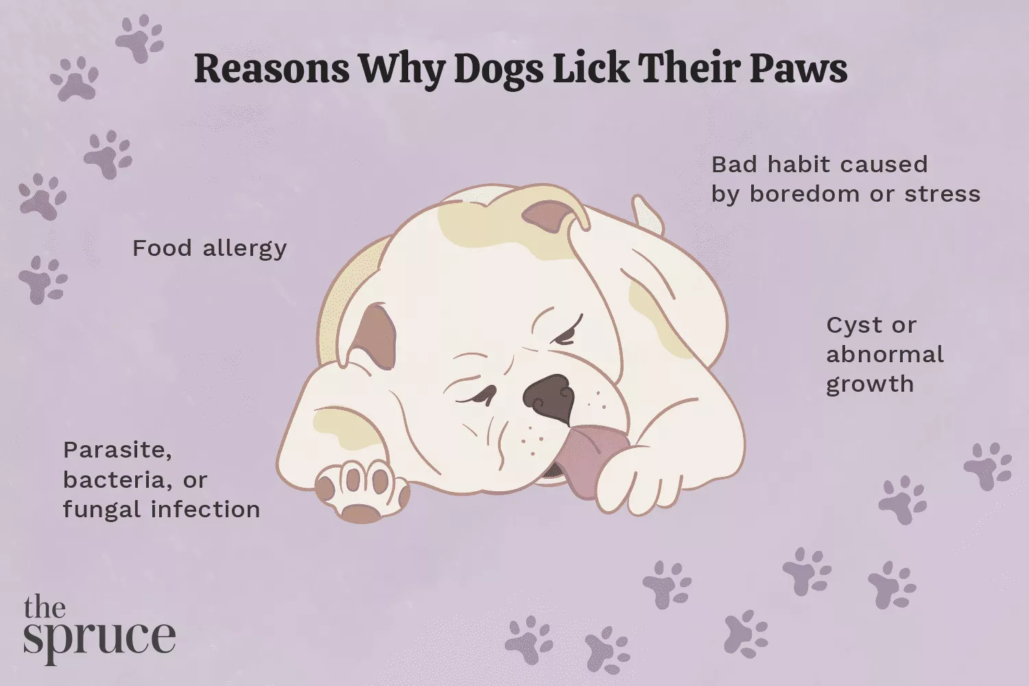 Reasons Why Dogs Lick Their Paws